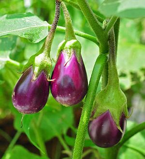 Brinjal ಬದನೆ.JPG