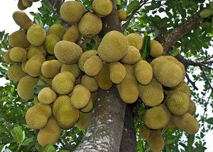 Jackfruit ಹಲಸಿನಹಣ್ಣು.jpg