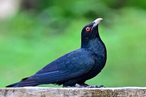 Koel Cuckoo ಕೊಗಿಲೆ.jpg