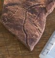 Fossil imprint (4).jpg