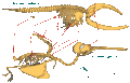 Whale & humming bird skeletal structure. homology..gif
