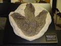 Cast of a fossil.jpg