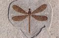 Petrified dragon fly fossil.jpg