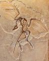 Archaeopteryx (2).jpg