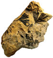 Ginkgo tree leaf fossilised.jpg