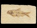 Fish fossil.jpg