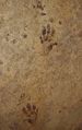 Fossil imprint (2).jpg