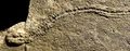 Fossil imprint (3).jpg