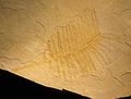 Cycas leaf imprint fossil.jpg