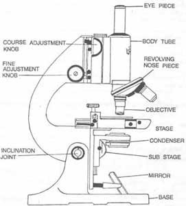 The-compound-microscope-showing-itsvarious-parts.jpg