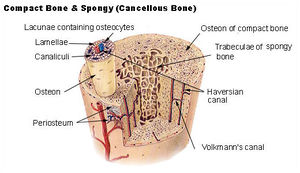 Compact spongy bone.jpg