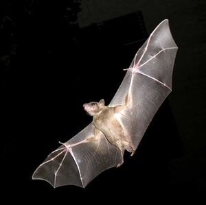 Bat ಬಾವಲಿ.jpg