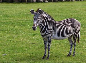 Zebra ಹೇಸರಗತ್ತೆ.jpg