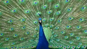 Peacock ನವಿಲು .jpg