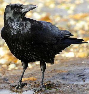 Crow ಕಾಗೆ.jpg