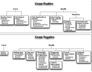 Classification-of-grtam-positive-and-negative-bacteria12.jpg