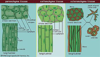 Simple plant tissues.jpg