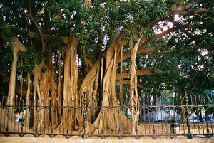 Banyan tree ಆಲದ ಮರ.jpg