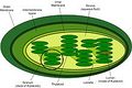 220px-Chloroplast-new.jpg