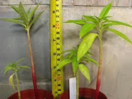 Balsam plant.jpg