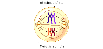 Metaphase.gif