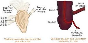 Ear muscles & appendix.jpg