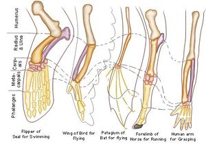 Homologous-organs.jpeg