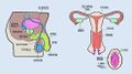 Female vs male organs.jpg