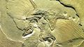 Archaeopteryx (3).jpg