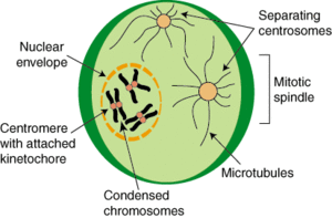 Prophase.gif