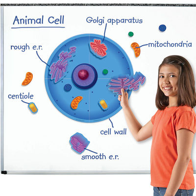 Animal cell.jpg