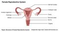 Reproductive organ female.jpg