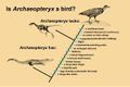 Comparision of archaeopteryx with a bird & reptile.jpg
