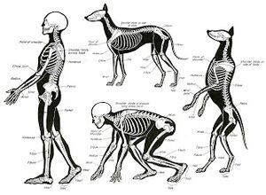 Humananimal comparitive anatomy.jpg