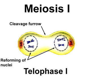Telophase.jpg