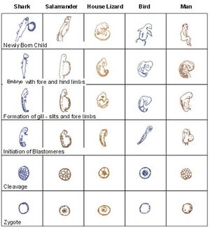 Comparision of different embryoes (2).JPG